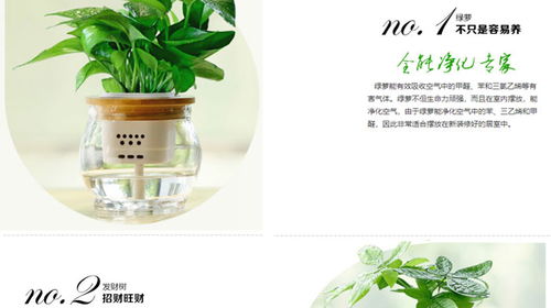 漢陽(yáng)花卉 以專(zhuān)業(yè)勞務(wù)服務(wù)打造武漢市美化家園新標(biāo)桿